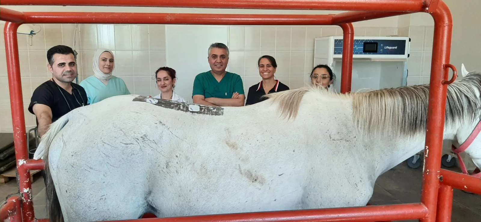100 Dereceli Şampiyon Yarış Atına Dicle Üniversitesi'nde Fizik Tedavi - Fotoğraf Galerisi 3