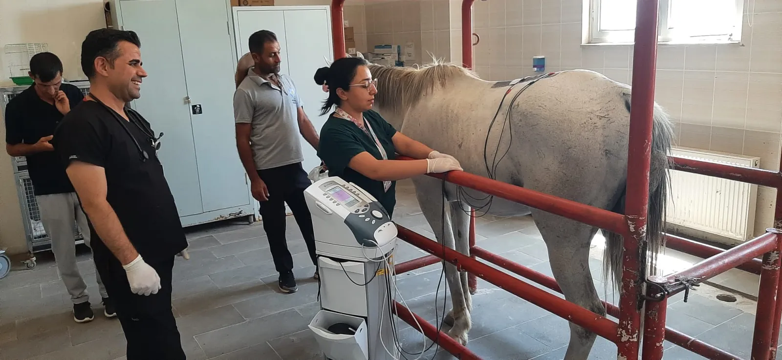 100 Dereceli Şampiyon Yarış Atına Dicle Üniversitesi'nde Fizik Tedavi