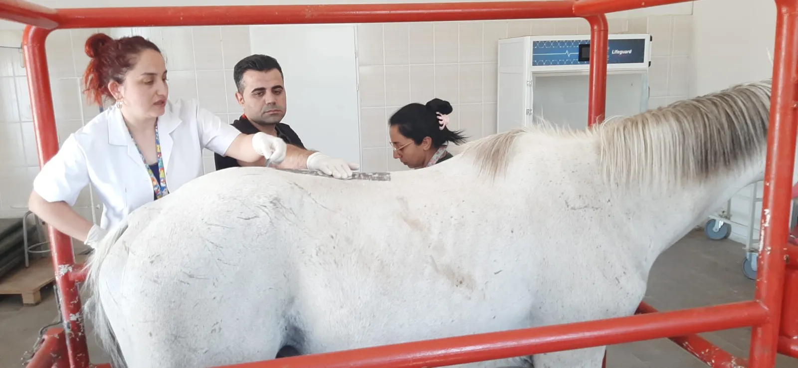 100 Dereceli Şampiyon Yarış Atına Dicle Üniversitesi'nde Fizik Tedavi - Fotoğraf Galerisi 2